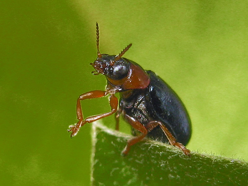 Chrysomelidae: Smaragdina affinis